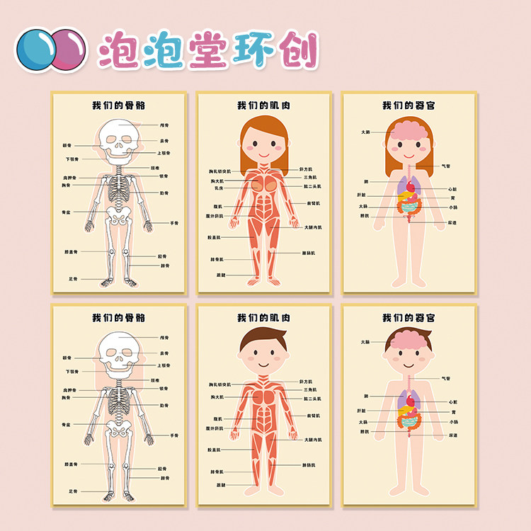 幼儿园小医院小医生区角环创布置装饰身体认知人体器官的作用结构
