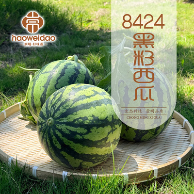 上海崇明岛头茬黑籽西瓜