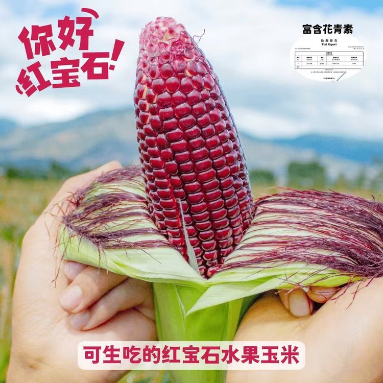云南红宝石紫玉米生吃爆汁鲜甜