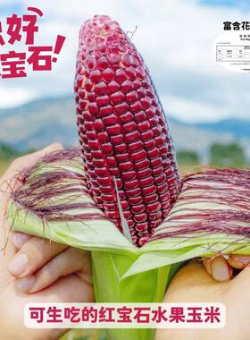 云南红宝石紫玉米生吃爆汁鲜甜