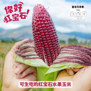 云南新鲜红宝石紫玉米生吃爆汁鲜甜爽口花青素水果玉米粗粮代餐