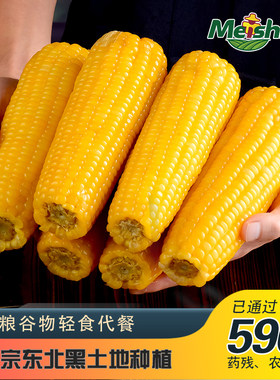 东北黄糯玉米真空包装