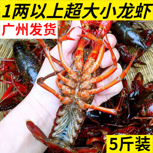10钱1两以上炮头小龙虾