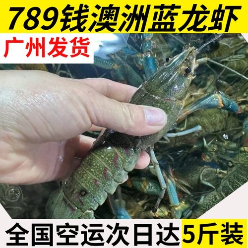 5斤装澳洲小龙虾鲜活蓝龙淡水养殖789钱活体广州发货顺丰包邮