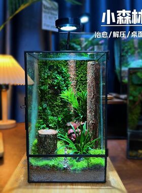 雨林缸桌面苔藓微景观生