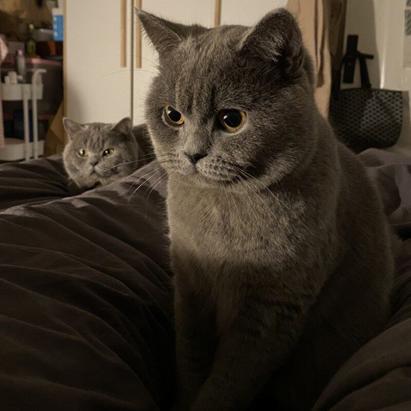 纯种英短蓝猫活体蓝白英短猫幼猫矮脚猫折耳小猫活物宠物猫咪幼崽