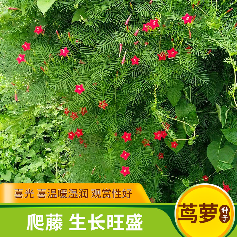 羽叶茑萝种子四季开花爬藤易活花卉籽五星花室内盆栽室外庭院植物