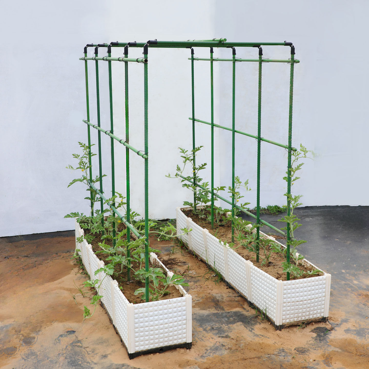 黄瓜豆角爬藤架葡萄丝瓜架四季豆支撑杆子户外搭棚架专用包塑钢管