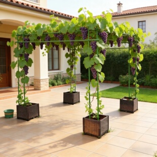 葡萄爬藤架苦瓜攀爬架南瓜百香果葫芦户外瓜棚搭架子专用包塑钢管