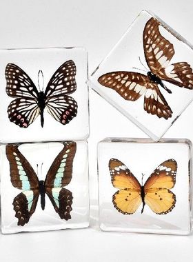 滴胶展翅蝴蝶标本树脂工艺品
