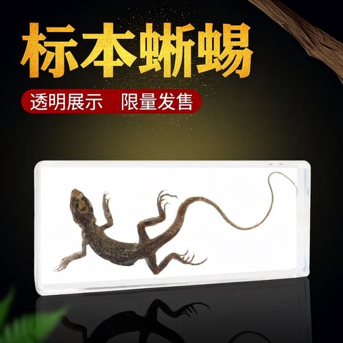 真实小动物标本蜥蜴骨骼特别