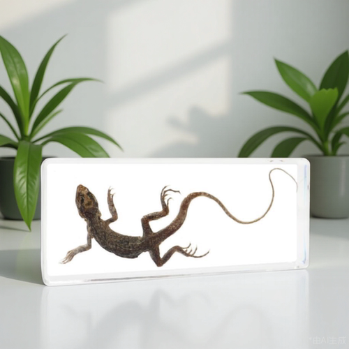 真实树脂标本观察滴胶装饰热卖