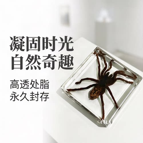 创意小号真实标本琥珀滴胶蜘蛛