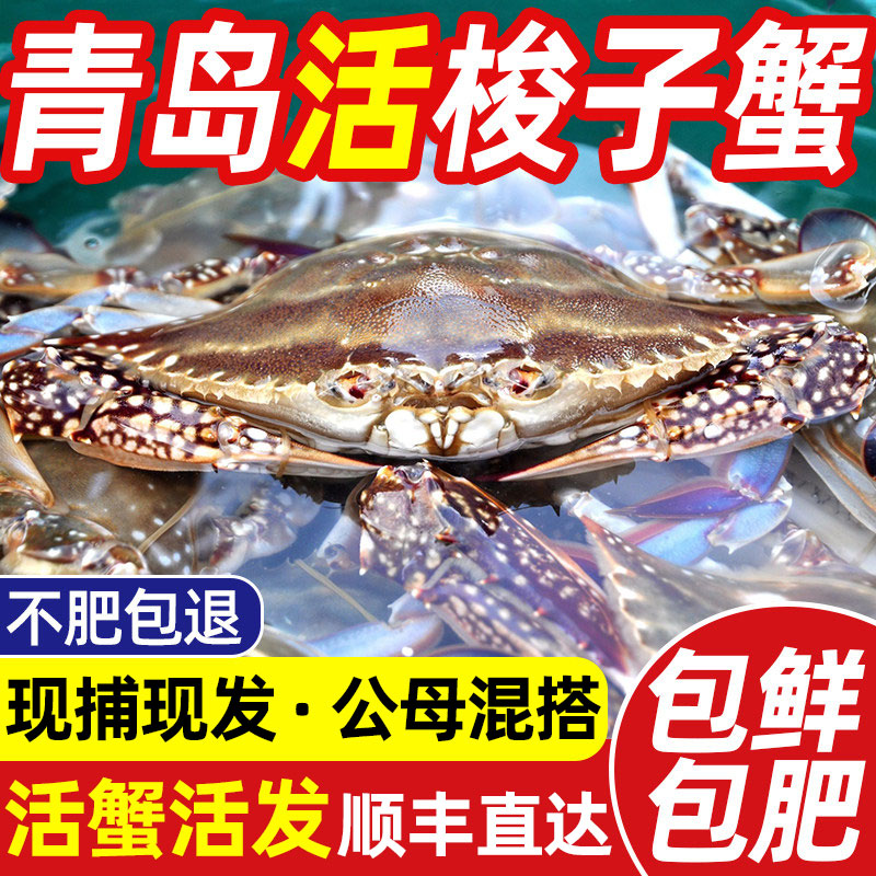 【活发】青岛梭子蟹顺丰次日达图片