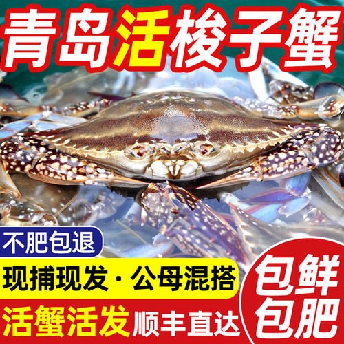 【活发】青岛梭子蟹顺丰次日达