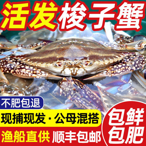 【】青岛梭子蟹母蟹顺丰包邮