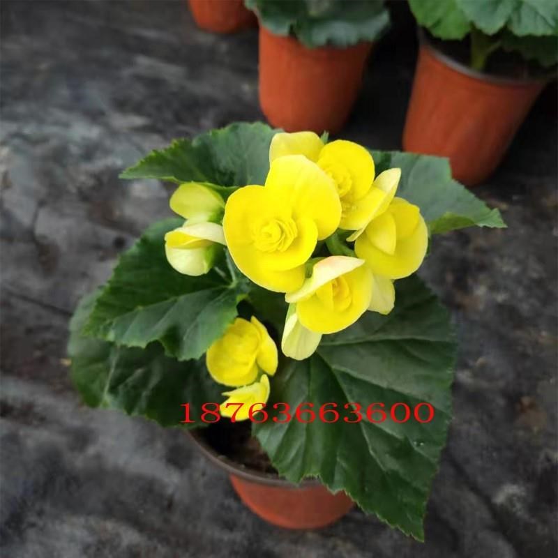 新海棠花花季小叶花海棠红开花四季盆栽花卉花期长四卉室内花卉.