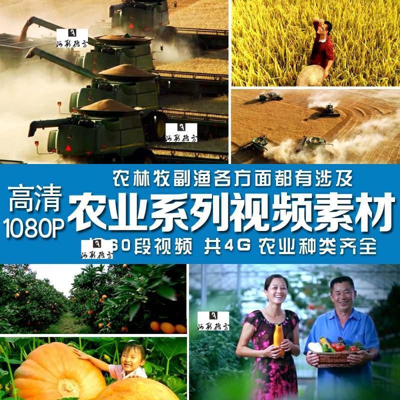 农业视频素材小麦收割航拍丰收农民收货喜悦笑脸农村三农种植粮食
