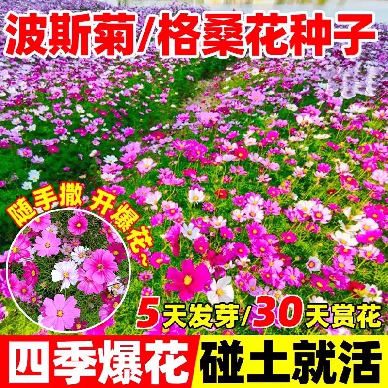 格桑花播种季节四季波斯菊庭院花卉多彩矮杆野花组合开花种子籽孑
