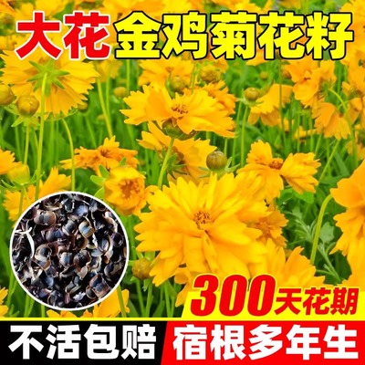 多年生大花金鸡菊花种籽子波斯菊百日草花籽景观四季播种开花种孑
