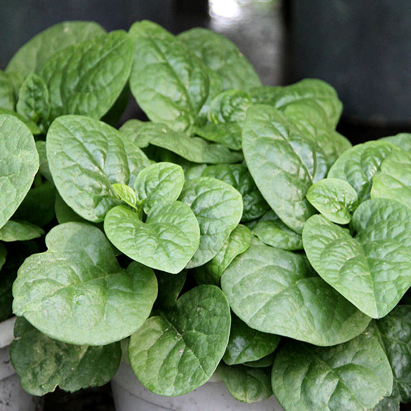 木耳菜山三七叶四季夏季秋季播种阳台室内花盆种菜蔬菜果蔬种子
