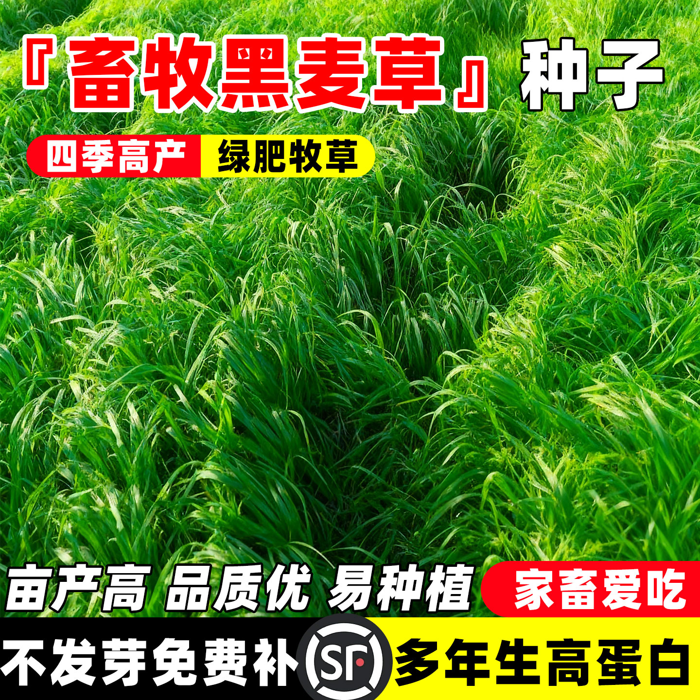 高产冬牧70黑麦草种籽四季常青多年生牧草耐寒草籽养殖禽畜草种子