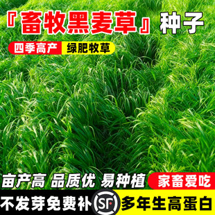 高产冬牧70黑麦草种籽四季常青多年生牧草耐寒草籽养殖禽畜草种子