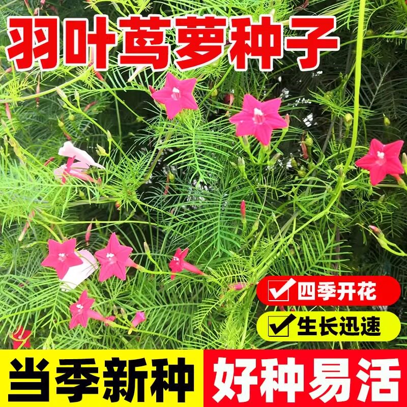 羽叶茑萝花种子庭院爬藤植物五角星花爬墙花盆栽阳台四季花卉种子