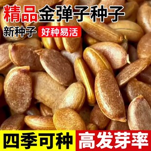 新采金弹子种子川弹子种籽乌柿盆景种子刺柿山柿籽高档名贵盆景树