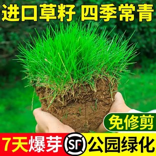 草坪草籽四季常青矮生地毯草皮籽护坡狗牙根百慕大绿化黑麦草种子