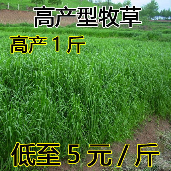 进口四季耐寒宽叶牧草种子多年生黑麦草种子牛羊猪鸭鹅鱼吃饲料草