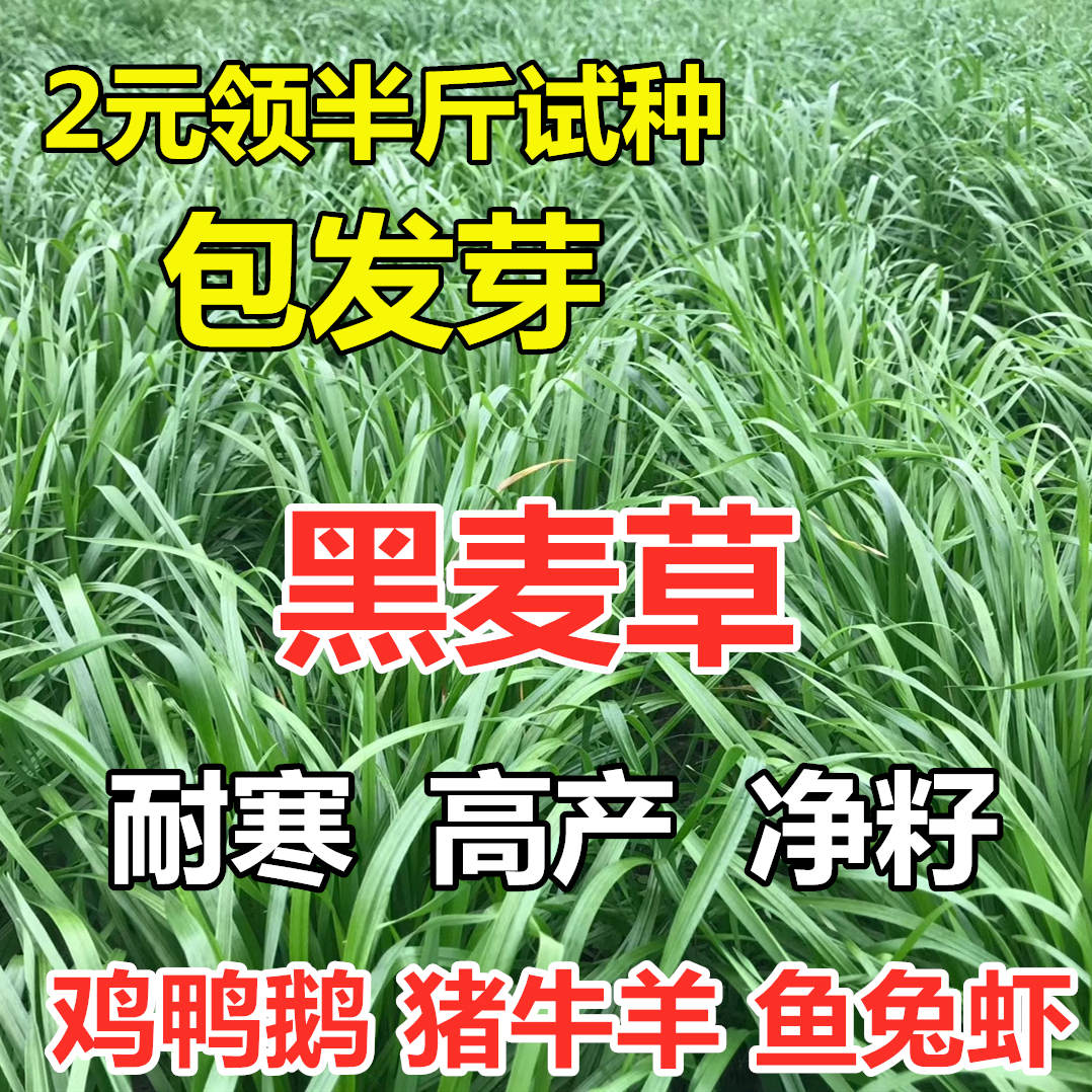 进口耐寒宽叶牧草种子多年生黑麦草种子四季养殖鸡鸭鹅牛羊鱼草籽