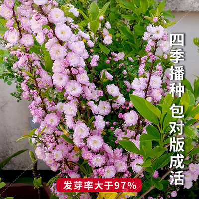 新采榆叶梅种子 重瓣榆叶鸾枝 绿化林木苗木树 小桃红种子
