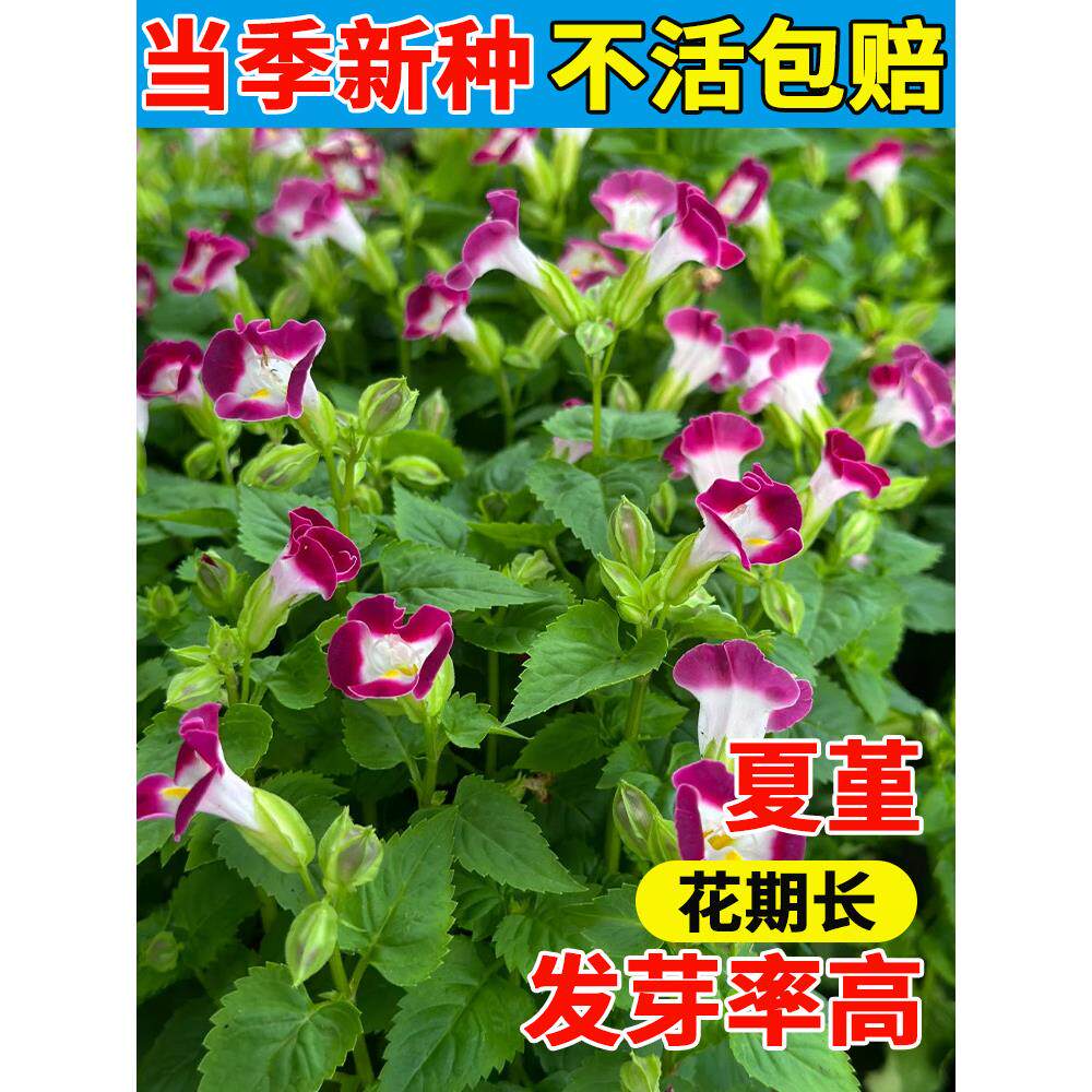 夏堇花种籽种子矮生四季播种开花庭院室内阳台盆栽花草花卉花种籽