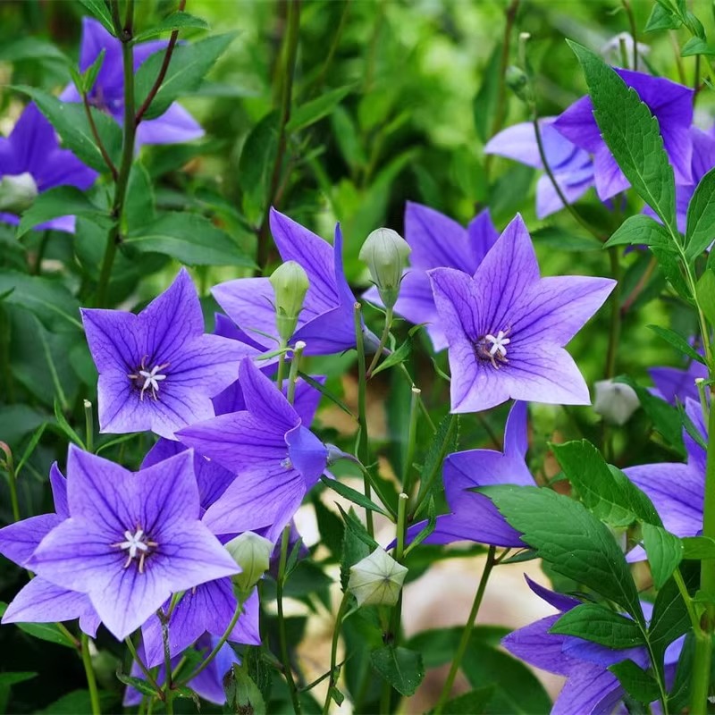 桔梗种子籽中药材四季种植泡菜狗宝咸菜种籽甘草药用食用盆栽泡茶