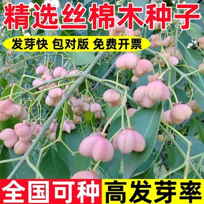 丝棉木种子新采丝绵木树苗种籽嫁接卫矛金丝吊蝴蝶北海道砧木黄杨