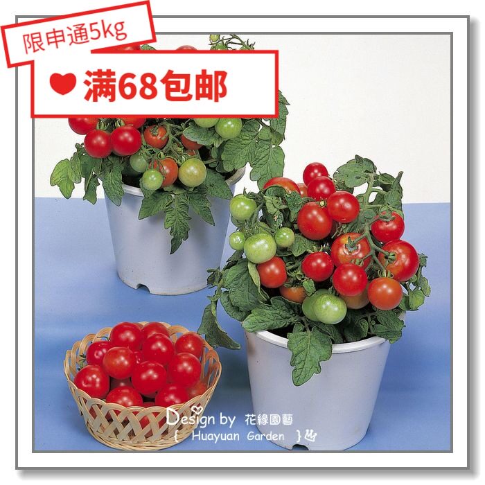 花缘咸菜 蔬菜种子*泛美/坂田*番茄*红鸟/粉鸟/金丝雀/小汤姆10粒