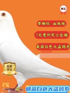 鸽子活物一对白色信鸽白色大盗村松白锡坤白信鸽种鸽幼鸽一对赛鸽