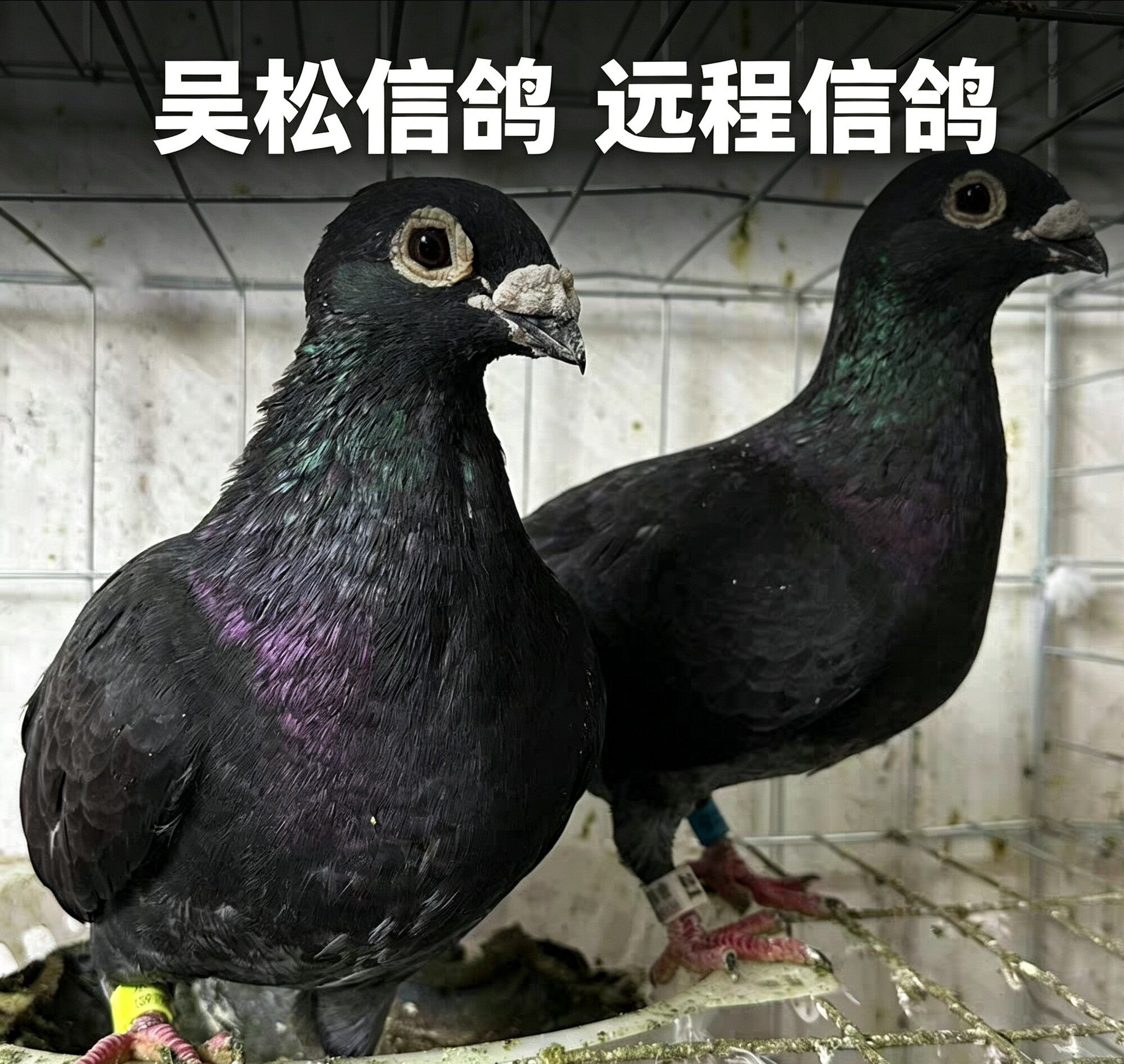 吴淞鸽子活物种鸽幼鸽赛鸽吴淞鸽