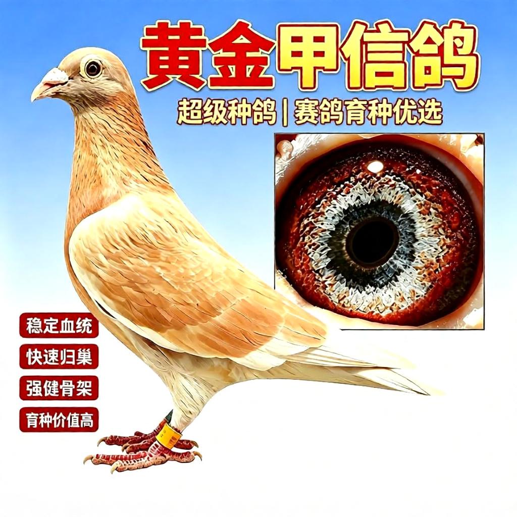 纯种黄金甲信鸽异色信鸽赛鸽血统鸽观赏鸽子活体公母种鸽幼鸽一对