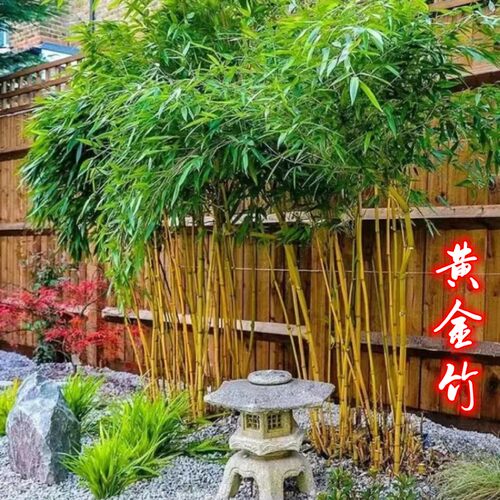 黄金竹苗基地直销现挖现卖