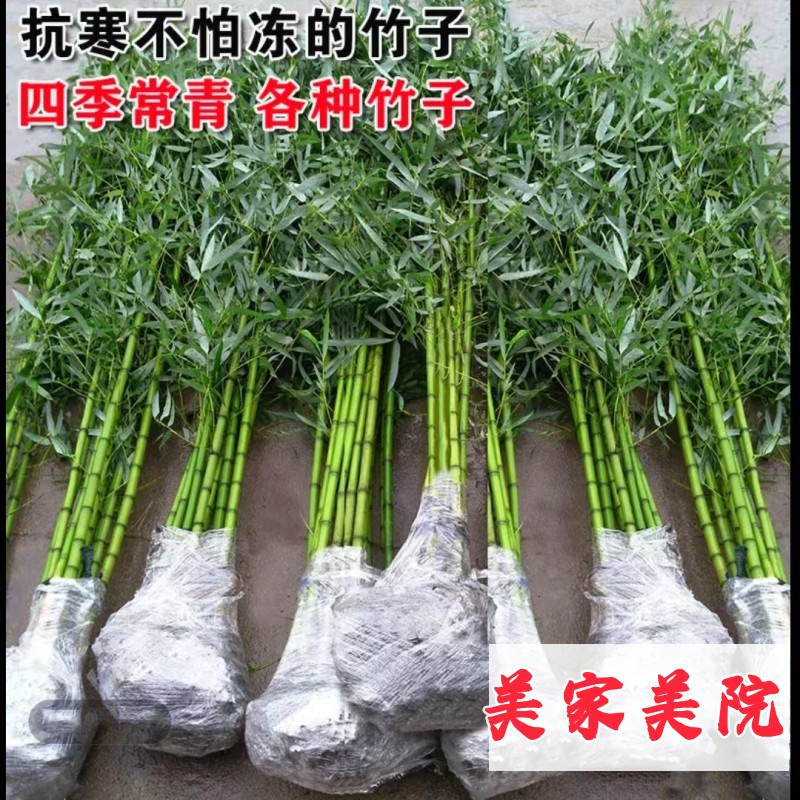 竹子苗庭院北方耐寒竹罗汉竹