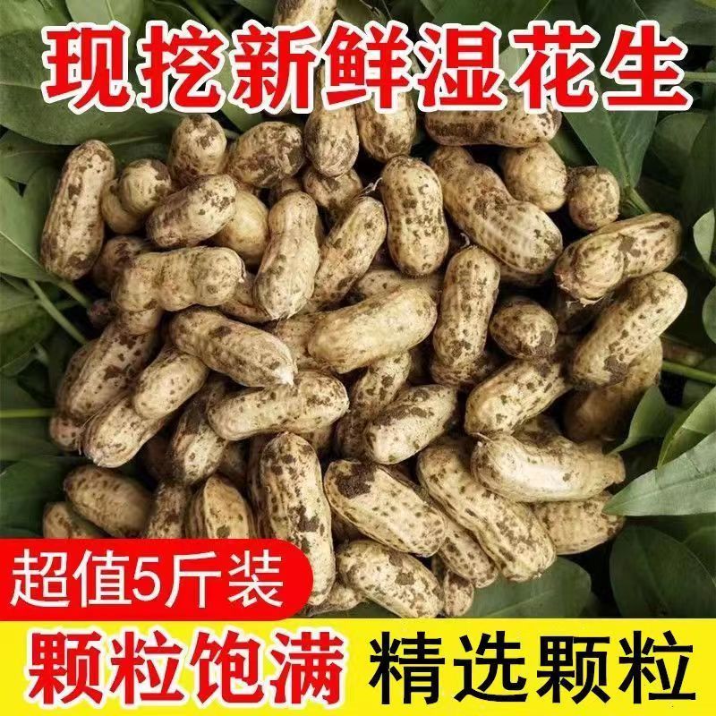 2026新鲜花生现挖湿花生带壳现发