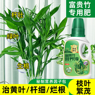 富贵竹专用营养液治叶子发黄转运竹节节高文昌竹水竹水培植物生根