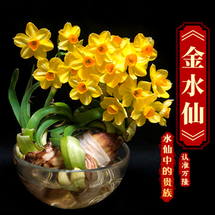 【金水仙—水仙中的贵族】漳州黄金水仙花种球新品龙袍冬季花盆栽