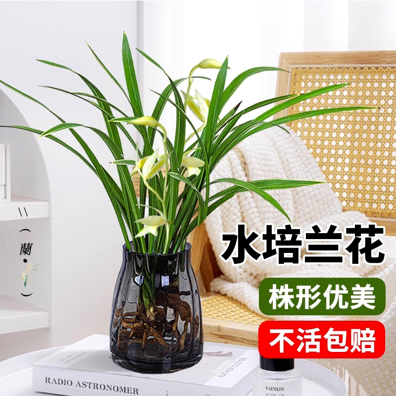 水培植物兰花盆栽建兰室内好养耐寒浓香型兰草名贵花卉夏带花托苞