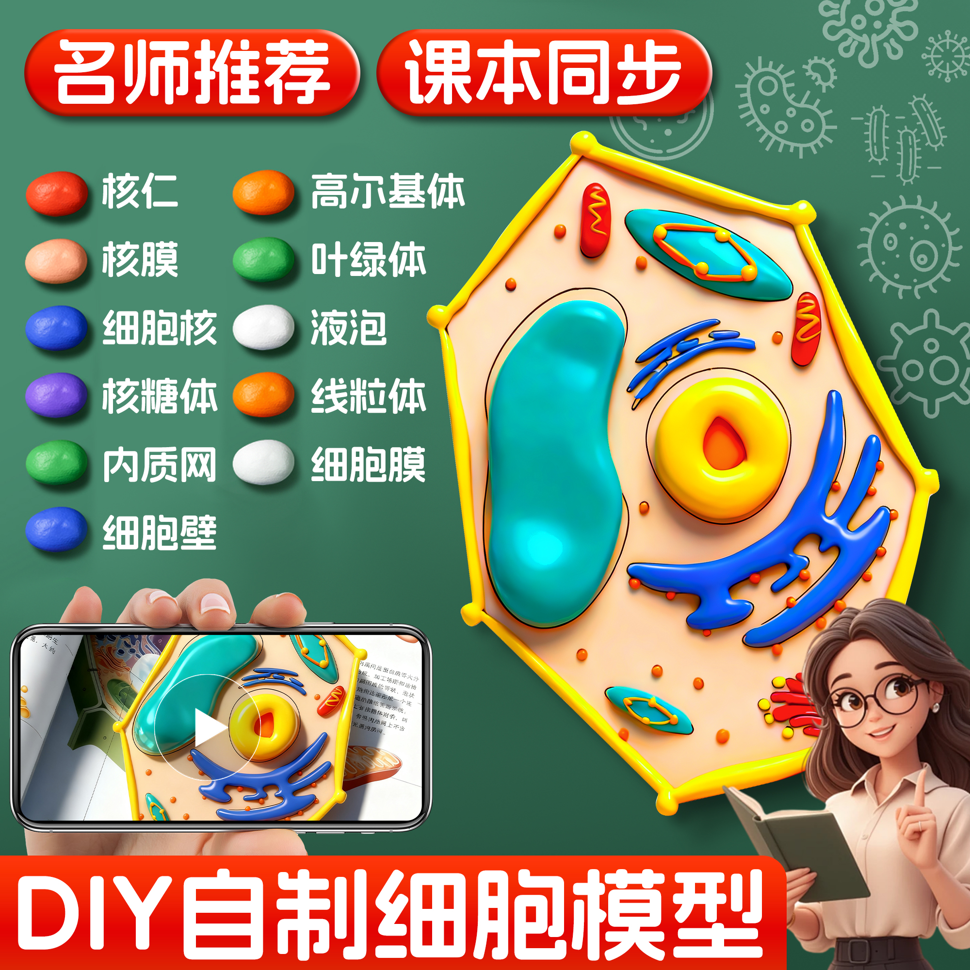 细胞模型制作黏土材料