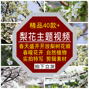 梨花主题视频春暖天盛开放白色花瓣梨树自然植物实拍特写剪辑素材