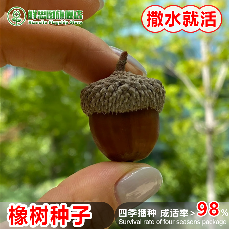 橡树种子柴火青冈栎树橡子蒙古栎