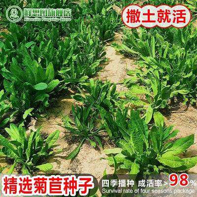 将军菊苣牧草地栽盆栽四季